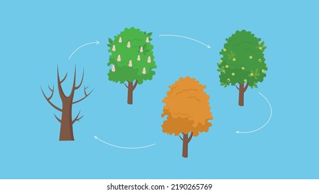 what a tree looks like in different seasons of the year