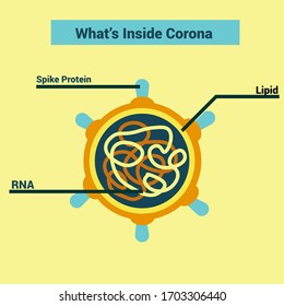 what's inside corona virus, basically like a virus as usual