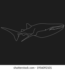 wheal shark line art vector