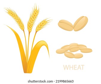 Wheat agriculture plant with ears spikelets grain vector illustration isolated on white background