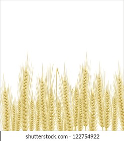 Wheat background