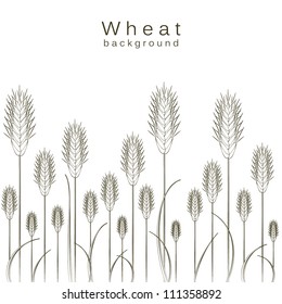 Wheat background -  the concept of agriculture