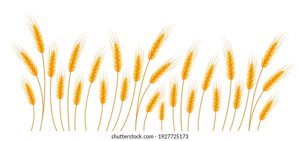 Wheat banner. Happy Shavuot. Template for your design. Vector illustration