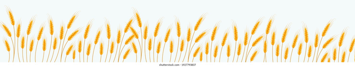 Wheat banner. Happy Shavuot. Template for your design. Vector illustration
