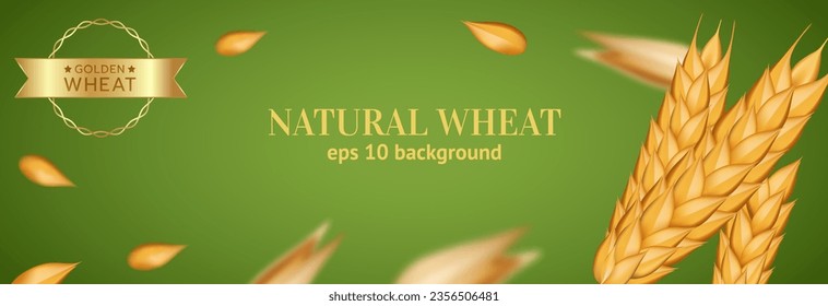 Wheat banner. Realistic Oat grain isolated on green background, bekary advertising. Ears of rye for decoration, flour packaging. Agricultural organic object. Vector realistic illustration