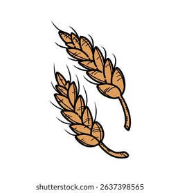 Wheat , Barley, Bakery Flour Wheat Plant Decorative element Vector Illustration, Agriculture Botanical Farm Wheat Barley Plant Drawn Vector Image.