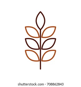 wheat or barley ears branch grains harvest on white background
