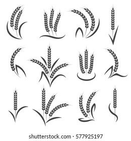 Wheat or barley ears branch isolated on white background. Seeds and grains harvest symbols for logo design. Vector illustration