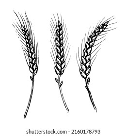 Wheat or Barley Ears. Hand drawn Vector sketch of Grain. Doodle illustration for Bread label in vintage style