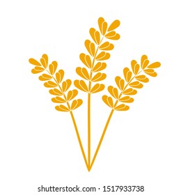 Wheat or barley ears. Harvest wheat grain, growth rice stalk and whole bread grains or field cereal nutritious rye grained agriculture products ear symbol. Isolated vector icon