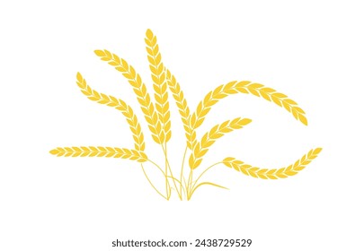 Wheat or barley ears. Rice panicles. Bread grains isolated on white background. Vector illustration