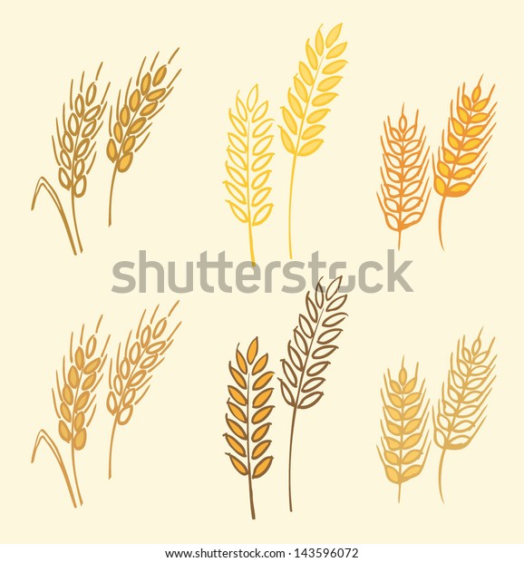 Wheat Barley Ears Vector Illustration Stock Vector (Royalty Free ...