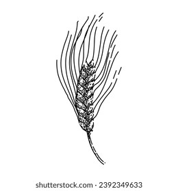 wheat barley hand drawn. bread farm, food crop, seed organic wheat barley vector sketch. isolated color illustration