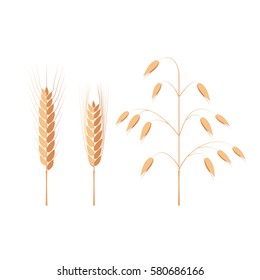 Wheat, barley and oat ears vector illustration