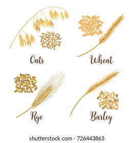 Wheat, barley, oat and rye. Cereals icon vector set. Four cereals grains and ears. Harvest time seeds and plants. Can be used for cooking, bakery, tags, labels, textile