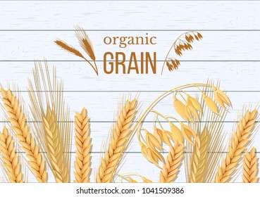 Wheat, barley, oat and rye on white wooden background. Cereals spikelets with ears, sheaf and text organic grain, natural product. 3d icon vector. For design, cooking, bakery, tags, labels textile