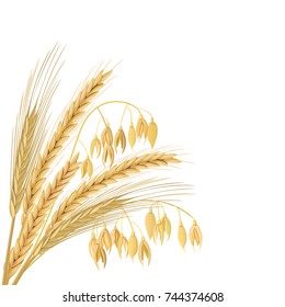 Wheat, barley, oat and rye set. Four cereals grains with ears, sheaf. empty space, isolated. 3d icon vector. Horizontal label. For design, cooking, bakery, tags, labels, textile