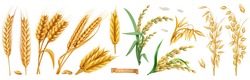 Wheat, Barley, Oats, Rice. 3d Realistic Vector Set