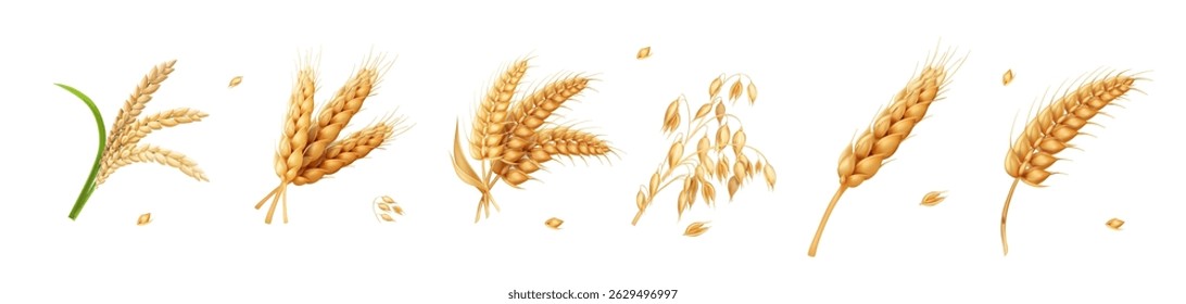 Wheat, barley, oats, rice ears seeds. 3d realistic vector set