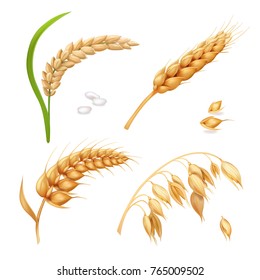 Wheat, barley, rice and oats. Ears vector set