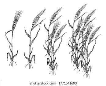 Wheat. Barley or rye plants. Hand drawn grains plant set vector illustration on white background.