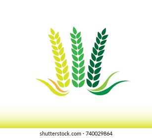 Wheat barley spike icon design on white background. - Illustration,Bread, Cereal Plant, Corn, Food, Gold
