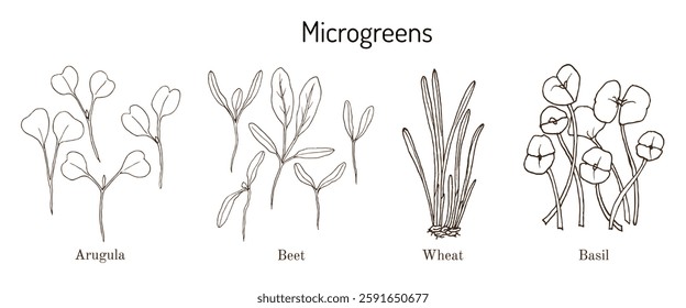 Wheat, basil, beet and arugula microgreen, fresh sprouts and young leaves for healthy food. Hand drawn vector illustration