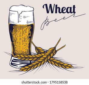 Wheat beer glass, wheat spikelet, hand drawn vector, engraving style