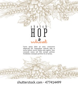 Wheat and beer hops branch with wheat ears, hops leaves and cones vector background. Sketch and engraving design layout, all element isolated.