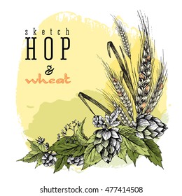 Wheat and beer hops branch with wheat ears, hop leaves and cones. Sketch and engraving design plants angular frame. All element isolated.