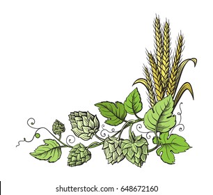 Wheat and beer hops branch with wheat ears, leaves and hop cones. Sketch and engraving design plant angular frame. All element isolated.