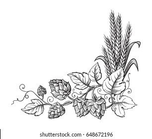 Wheat and beer hops branch with wheat ears, leaves and hop cones. Sketch and engraving design plant angular frame. All element isolated.