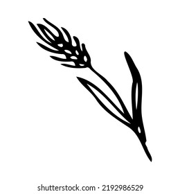 Wheat black icon on white background hand drawing doodle style