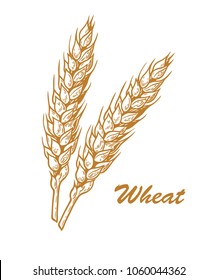 Wheat bread ears cereal crop sketch. Wheat, barley and grain malt. For poster with production process brewery of beer or whiskey. Vector vintage engraved illustration. Hand drawn design element