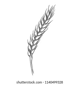 Wheat bread ears cereal crop sketch hand drawn vector illustration.