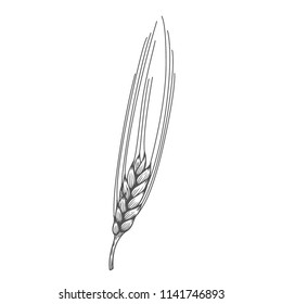 Wheat bread ears cereal crop sketch hand drawn vector illustration. Black ear isolated on white background. Gluten food ingredient engraving retro vintage style.