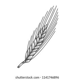Wheat bread ears cereal crop sketch hand drawn vector illustration. Black ear isolated on white background. Gluten food ingredient engraving retro vintage style.