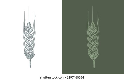 Wheat bread ears cereal crop sketch line art style. Vector illustration.