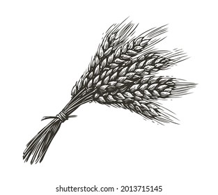 Wheat bread ears cereal crop. Hand drawn sketch in vintage engraving style