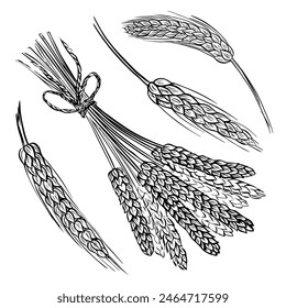 Wheat bread ears cereal crop sketch. Wheat, barley and grain malt. For poster with production process brewery of beer or whiskey. Vector vintage engraved illustration. Hand drawn design element