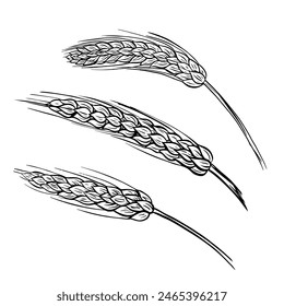 Wheat bread ears cereal crop sketch. Wheat, barley and grain malt. For poster with production process brewery of beer or whiskey. Vector vintage engraved illustration. Hand drawn design element