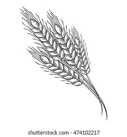 Wheat bread ears cereal crop sketch hand drawn vector illustration. Black ear isolated on white background. Gluten food ingredient engraving retro vintage style.
