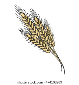 Wheat bread ears cereal crop sketch hand drawn vector illustration. Black ear isolated on white background. Gluten food ingredient engraving retro vintage style.