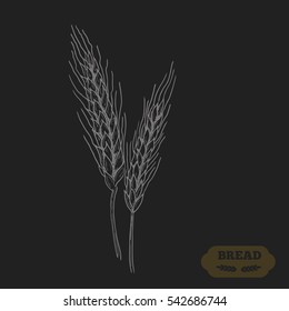 Wheat bread ears cereal crop sketch hand drawn vector illustration. Black ear isolated on white background. Gluten food ingredient engraving retro vintage style.