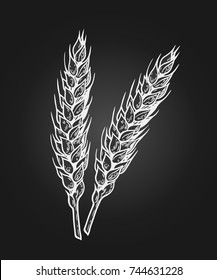 Wheat bread ears cereal crop sketch. Wheat, barley and grain malt. For poster with production process brewery of beer or whiskey. Vector vintage engraved illustration. Hand drawn design element