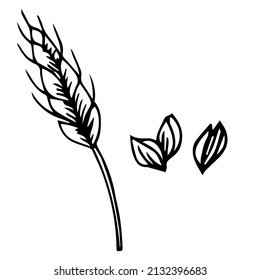 Wheat bread ears cereal crops sketch. Wheat, barley and grain malt. For a poster with the production process of a beer or whiskey brewery. Vector vintage engraved illustration. hand drawn design eleme