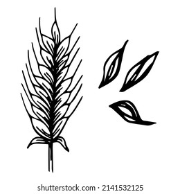 Wheat bread ears cereal crops sketch. Wheat, barley and grain malt. For a poster with the production process of a beer or whiskey brewery. Vector vintage engraved illustration. 