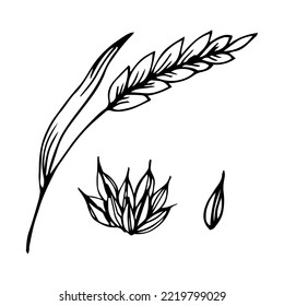 Wheat bread ears cereal crops sketch. Wheat, barley and grain malt. For a poster with the production process of a beer or whiskey brewery. Vector vintage engraved illustration. 