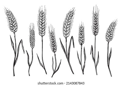 Wheat bread ears hand drawn vector illustration.	