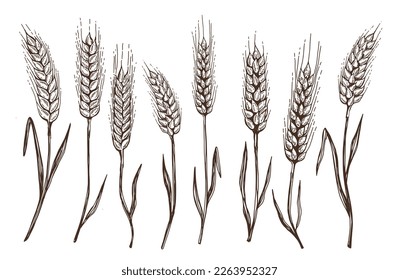 Wheat bread ears hand drawn vector illustration.	
